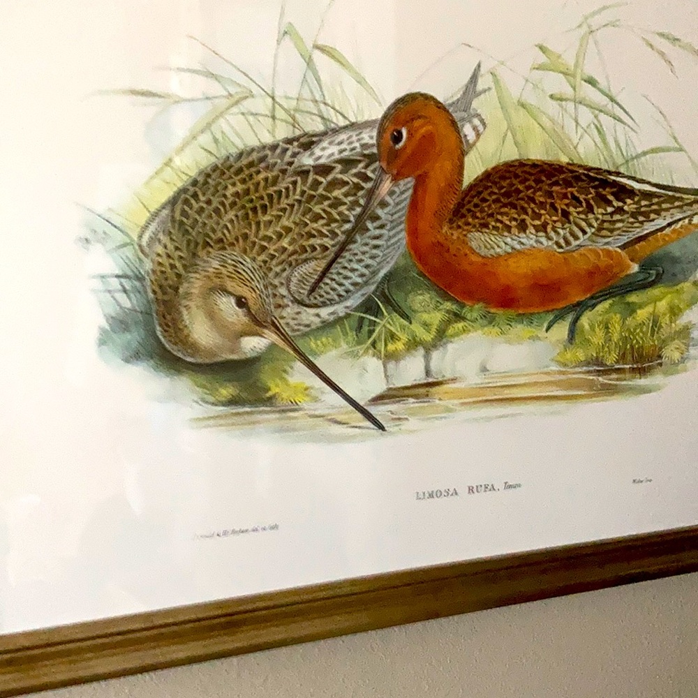 Limosa Rufa, tell